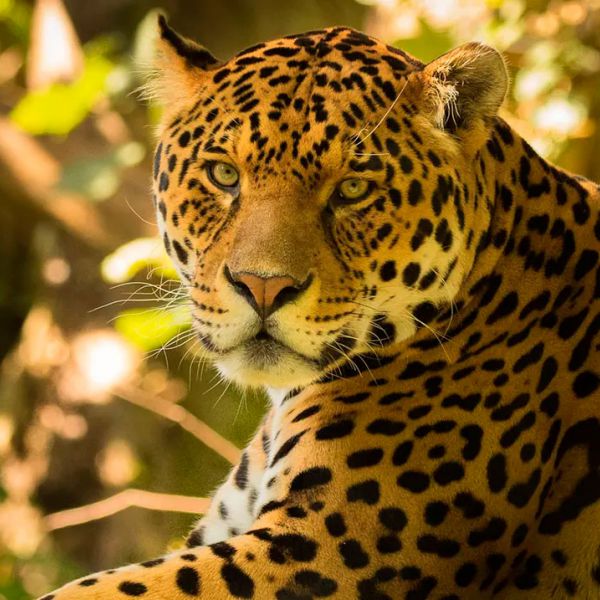 Tours en Manu  desde Honduras